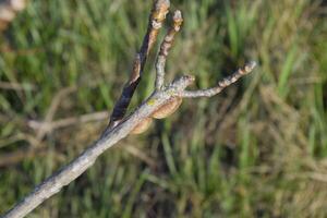 ootheca bidsprinkhaan Aan de takken van een boom. de eieren van de insect gelegd in de cocon voor de winter zijn gelegd foto