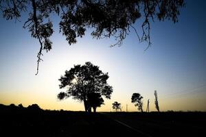 limoen boom Aan een zonsondergang achtergrond. zwart silhouet van een boom. foto