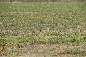 een verlaten veld- van watermeloenen en meloenen. verrot watermeloenen. stoffelijk overschot van de oogst van meloenen. rot groenten Aan de veld. foto