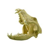 foto van een hond of wolf schedel met scherp tanden