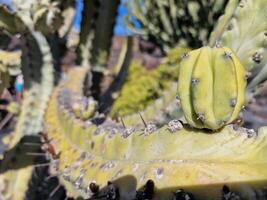 onderzoeken van Lanzarote verbijsterend cactus tuinen, waar de levendig tinten en gevarieerd vormen van deze planten creëren een betoverend tapijtwerk van woestijn leven. foto