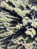 onderzoeken van Lanzarote verbijsterend cactus tuinen, waar de levendig tinten en gevarieerd vormen van deze planten creëren een betoverend tapijtwerk van woestijn leven. foto