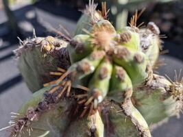 onderzoeken van Lanzarote verbijsterend cactus tuinen, waar de levendig tinten en gevarieerd vormen van deze planten creëren een betoverend tapijtwerk van woestijn leven. foto