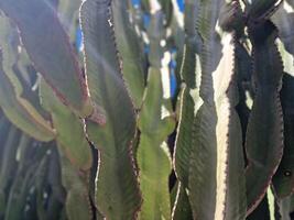 onderzoeken van Lanzarote verbijsterend cactus tuinen, waar de levendig tinten en gevarieerd vormen van deze planten creëren een betoverend tapijtwerk van woestijn leven. foto