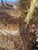 onderzoeken van Lanzarote verbijsterend cactus tuinen, waar de levendig tinten en gevarieerd vormen van deze planten creëren een betoverend tapijtwerk van woestijn leven. foto