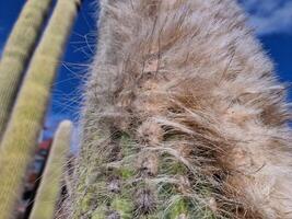 onderzoeken van Lanzarote verbijsterend cactus tuinen, waar de levendig tinten en gevarieerd vormen van deze planten creëren een betoverend tapijtwerk van woestijn leven. foto