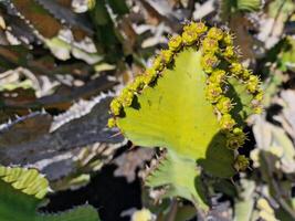 onderzoeken van Lanzarote verbijsterend cactus tuinen, waar de levendig tinten en gevarieerd vormen van deze planten creëren een betoverend tapijtwerk van woestijn leven. foto