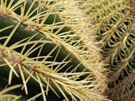 onderzoeken van Lanzarote verbijsterend cactus tuinen, waar de levendig tinten en gevarieerd vormen van deze planten creëren een betoverend tapijtwerk van woestijn leven. foto