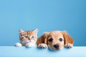 ai gegenereerd schattig hond en kat, gluren over- de Doorzichtig solide top lijn Aan blauw achtergrond, dierenwinkel banier, Vrolijk, glimlach, grappig. foto