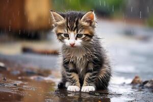 ai gegenereerd verdrietig verlaten nat hongerig katje zittend in de straat onder regen. vuil weinig verdwaald pot kat buitenshuis. foto