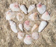 creatief tafereel van liefde hart symbool gemaakt met zee schelpen in water Aan zanderig achtergrond. minimaal zomer concept. modieus zomertijd liefde idee. strand zee schelpen stijlvol. vlak leggen. foto