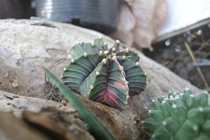 een detailopname van een veerkrachtig kamerplant. groen bladeren gespikkeld en bloem, zonlicht, natuur foto