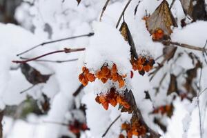 viburnum bessen in de sneeuw. winter bessen Aan de boom kalina foto