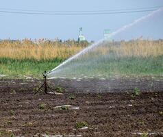 irrigatie systeem in veld- van meloenen. gieter de velden. sproeier foto