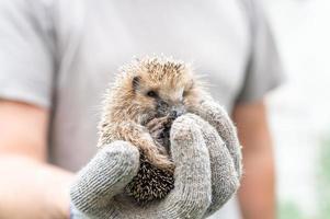 dieren kleine egel foto