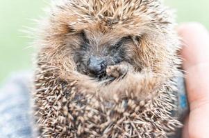 dieren kleine egel foto