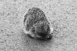 fotografie Aan thema mooi stekelig weinig egel gaat in dicht wild Woud foto