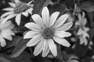 prima wild groeit bloem aster false zonnebloem Aan achtergrond weide foto