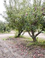 appel boomgaard. rijen van bomen en de fruit van de grond onder t foto