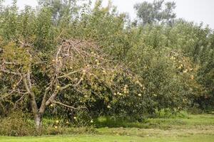 appel boomgaard. rijen van bomen en de fruit van de grond onder t foto