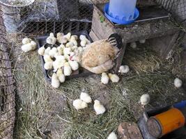 kip met kippen feeds Bij de voeden door. huiselijk vogel. foto