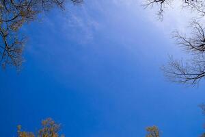 de lucht is blauw, en de randen van de takken van bomen. hemels foto