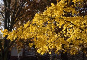 geel bladeren van een linde. vergeling bladeren Aan de takken van een boom. herfst achtergrond van bladeren van een linde. geel herfst bladeren foto