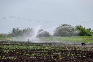 irrigatie systeem in veld- van meloenen. gieter de velden. sproeier foto