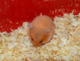 hamster huis in houden in gevangenschap. hamster in zaagsel. rood hamster foto