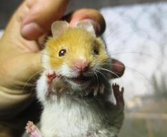 hamster in hand. hamster houden de nekvel. hamster gehouden met vingers foto