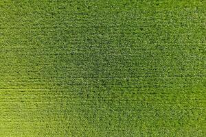 de tarwe veld- is groente. jong tarwe Aan de veld. visie van ab foto