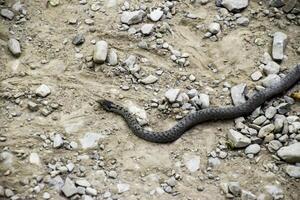 adder is normaal. slang Aan de weg. de slang kruipt langs de grond met rotsen. foto