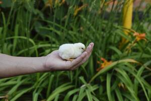 kip in hand. de klein pasgeboren kuikens in de handen van Mens foto
