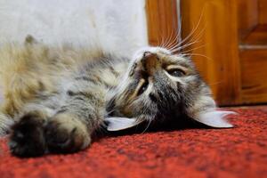 een gestreept kat leugens Aan de tapijt. huiselijk kat. foto