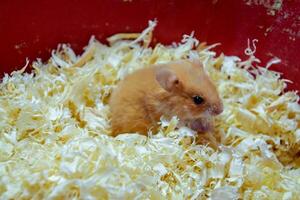 hamster huis in houden in gevangenschap. hamster in zaagsel. rood hamster foto