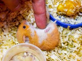 vinger naar beroerte de buik van een hamster. foto