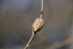 ootheca bidsprinkhaan Aan de takken van een boom. de eieren van de insect gelegd in de cocon voor de winter zijn gelegd. ootec Aan een Afdeling van hazelnoot foto