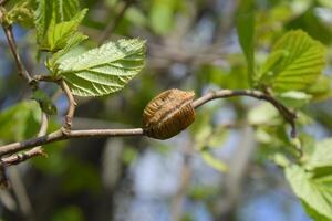 ootheca bidsprinkhaan Aan de takken van een boom. de eieren van de insect gelegd in de cocon voor de winter zijn gelegd. ootec Aan een Afdeling van hazelnoot foto