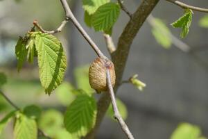 ootheca bidsprinkhaan Aan de takken van een boom. de eieren van de insect gelegd in de cocon voor de winter zijn gelegd. ootec Aan een Afdeling van hazelnoot foto