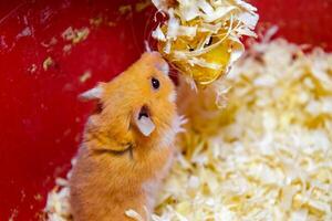 hamster huis in houden in gevangenschap. hamster in zaagsel. rood hamster foto