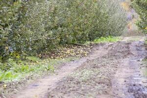 appel boomgaard. rijen van bomen en de fruit van de grond onder t foto