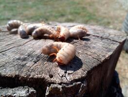 neushoorn kever larven Aan een oud hout stomp. groot larven van neushoorn kever. neushoorn kever foto