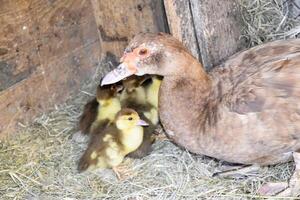 Barbarijse eend moeder met eendjes. foto