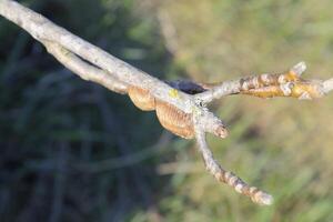 ootheca bidsprinkhaan Aan de takken van een boom. de eieren van de insect gelegd in de cocon voor de winter zijn gelegd foto