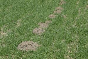 de terpen van bodem links door de mol foto