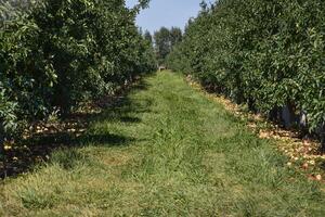 appel boomgaard. rijen van bomen en de fruit van de grond onder t foto