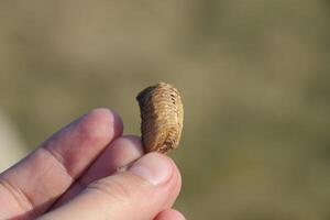 stapel van bidsprinkhaan in de menselijk hand. inspectie Ootheca. de eieren van de insect gelegd in de cocon voor de winter zijn gelegd foto