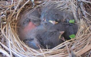 nest van een vogel in de toendra. foto