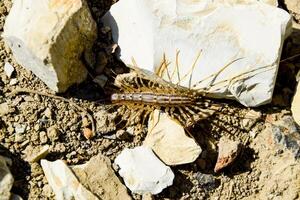 scutigera coleoptera loopt Aan de grond met stenen. de vliegenvanger. duizendpoot vliegenvanger, insect roofdier foto