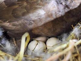 muskusachtig eend Aan de nest. reproductie van muskus eenden foto